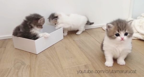 箱に入る子猫