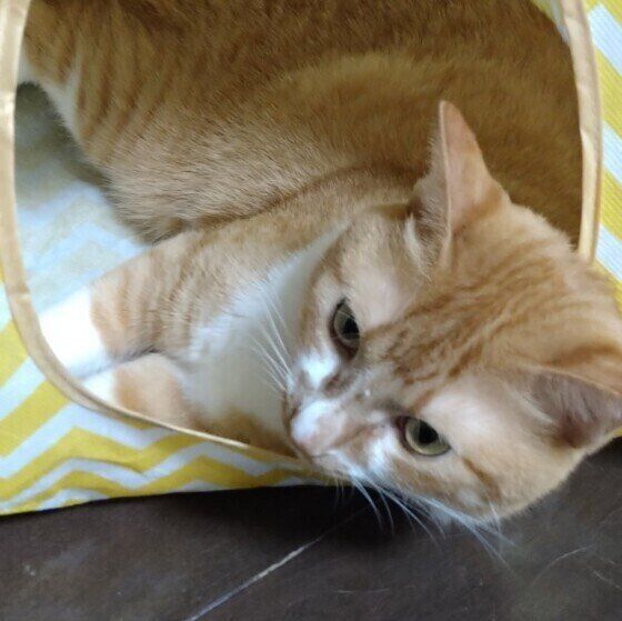 お気に入りの場所で寝そべる猫