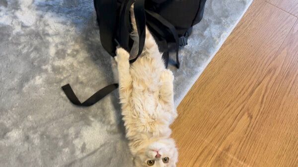 仕事に行こうとする飼い主さんのことを妨害するベルちゃん