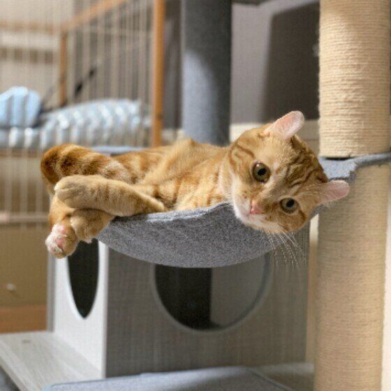 くつろぐアメリカンカール