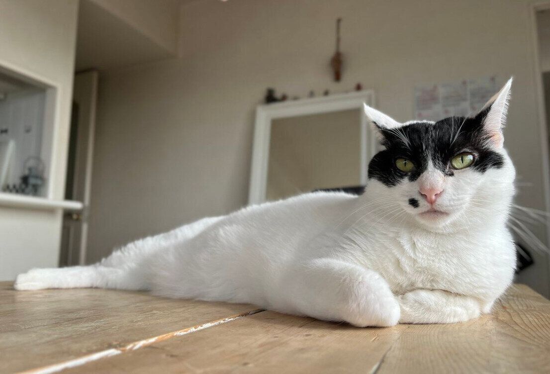 ダイニングテーブルでくつろぐらんちゃん