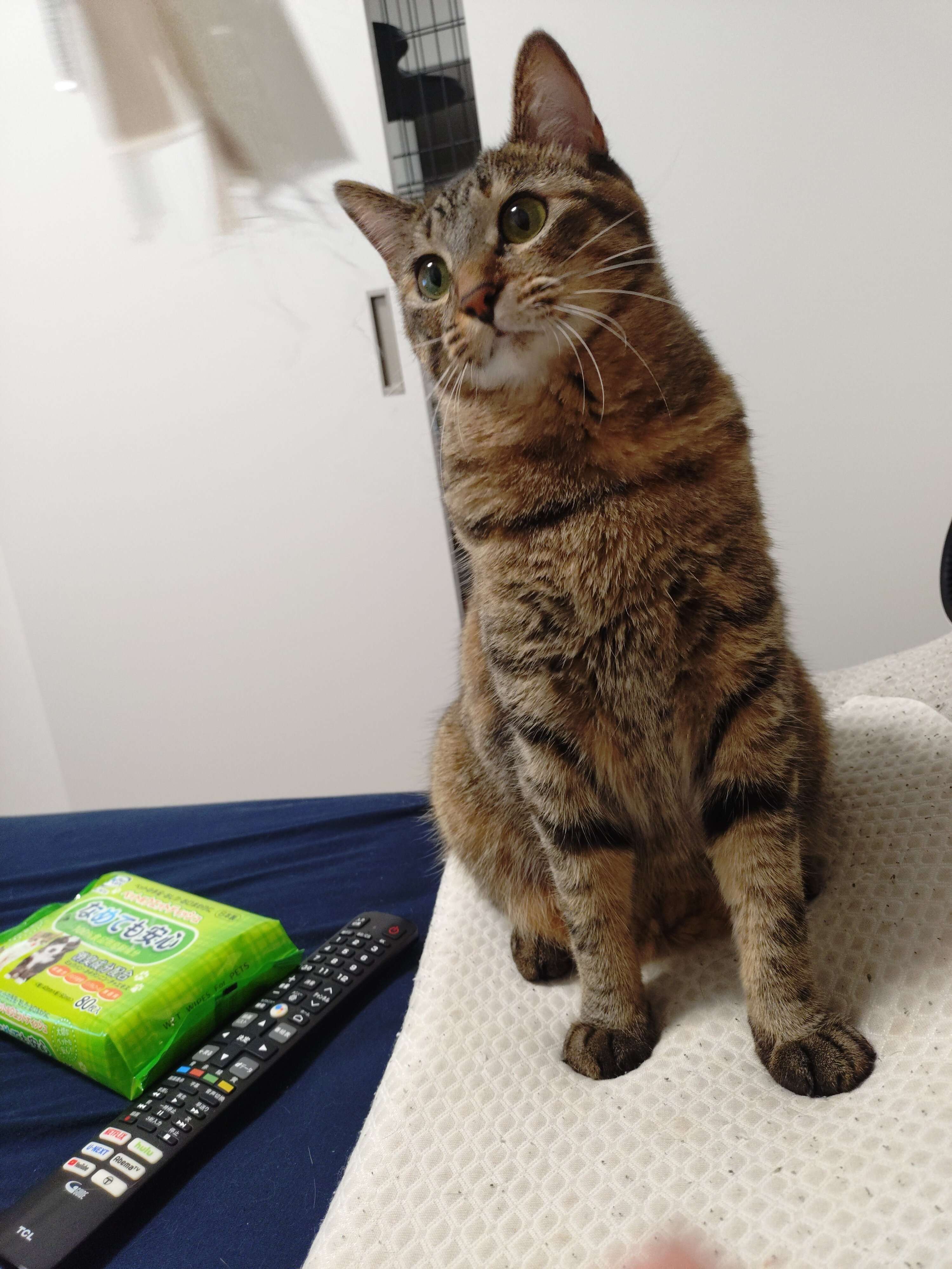 1才を過ぎた現在の猫