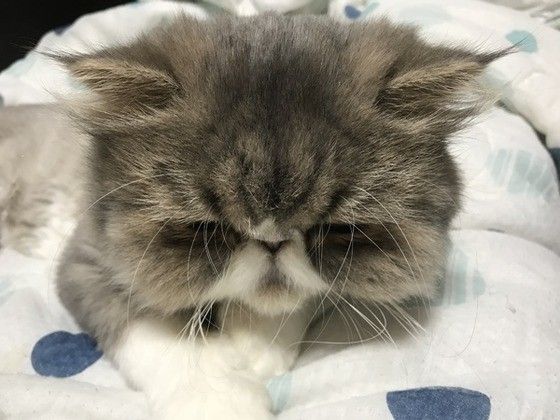 眠るエキゾチックショートヘア