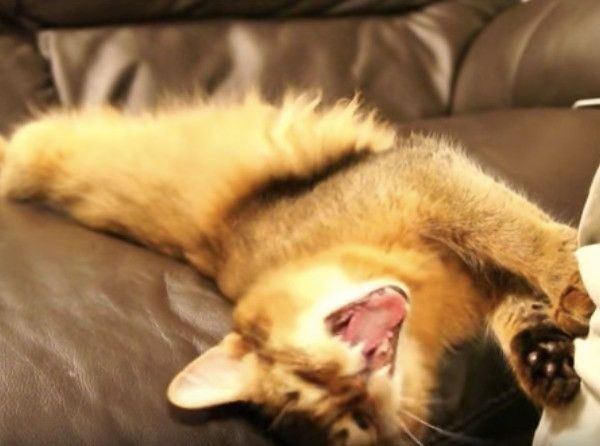 逆ギレニャンコ