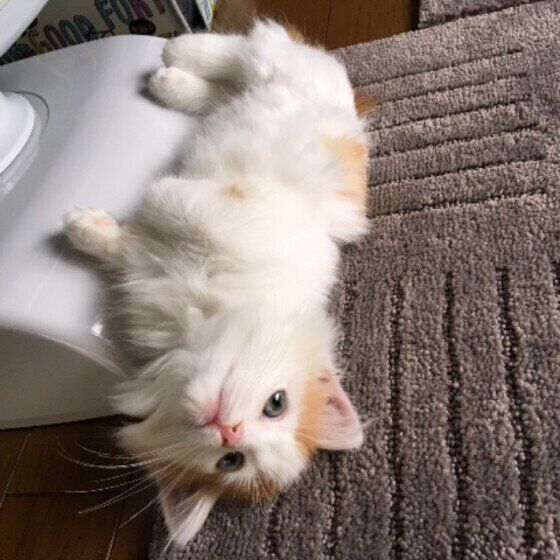 ゴロゴロするマンチカン・ロングヘア