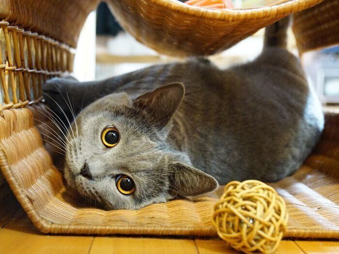 叱られたとき どんな反応をする 本日もねこ晴れなり Vol 297 ねこのきもちweb Magazine