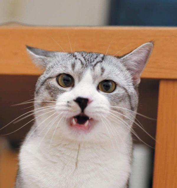 困惑する猫　photo／山下良子