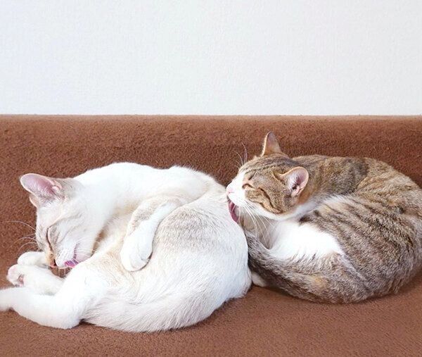 毛づくろいするほのちゃんとぼのくん