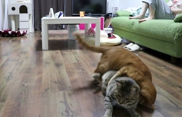 レーザーポインターを狙う猫