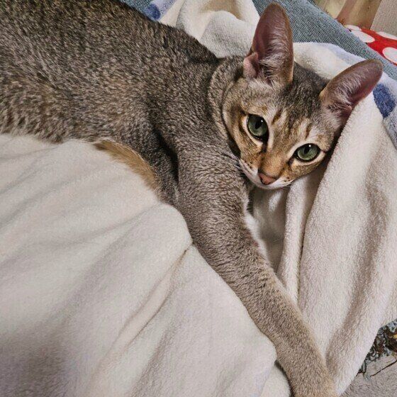 シンガプーラの琥珀くん