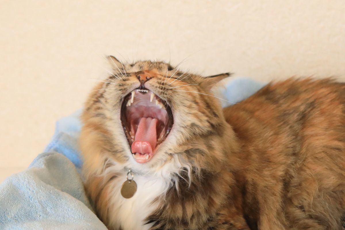 画像／2018年1月号「猫と犬とことんくらべてみました」