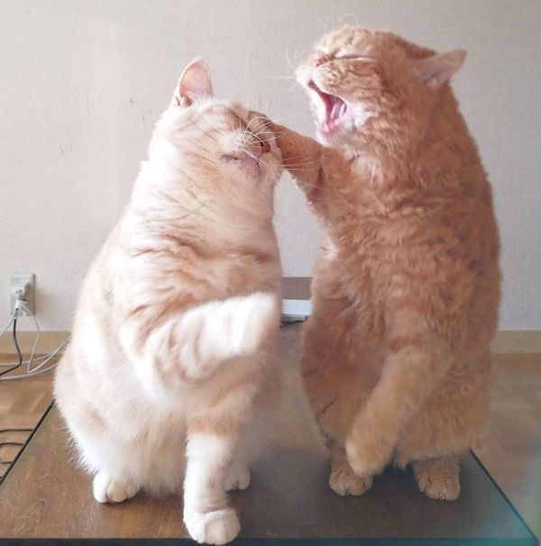 マンチカンのマフィンちゃんと、セルカークレックスのチーズちゃん