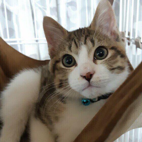 ハンモックに乗るMIXの男の子