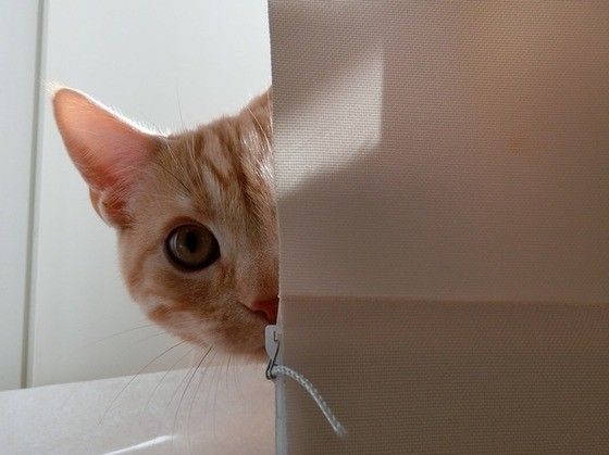 ちらっと覗くアメリカンショートヘア