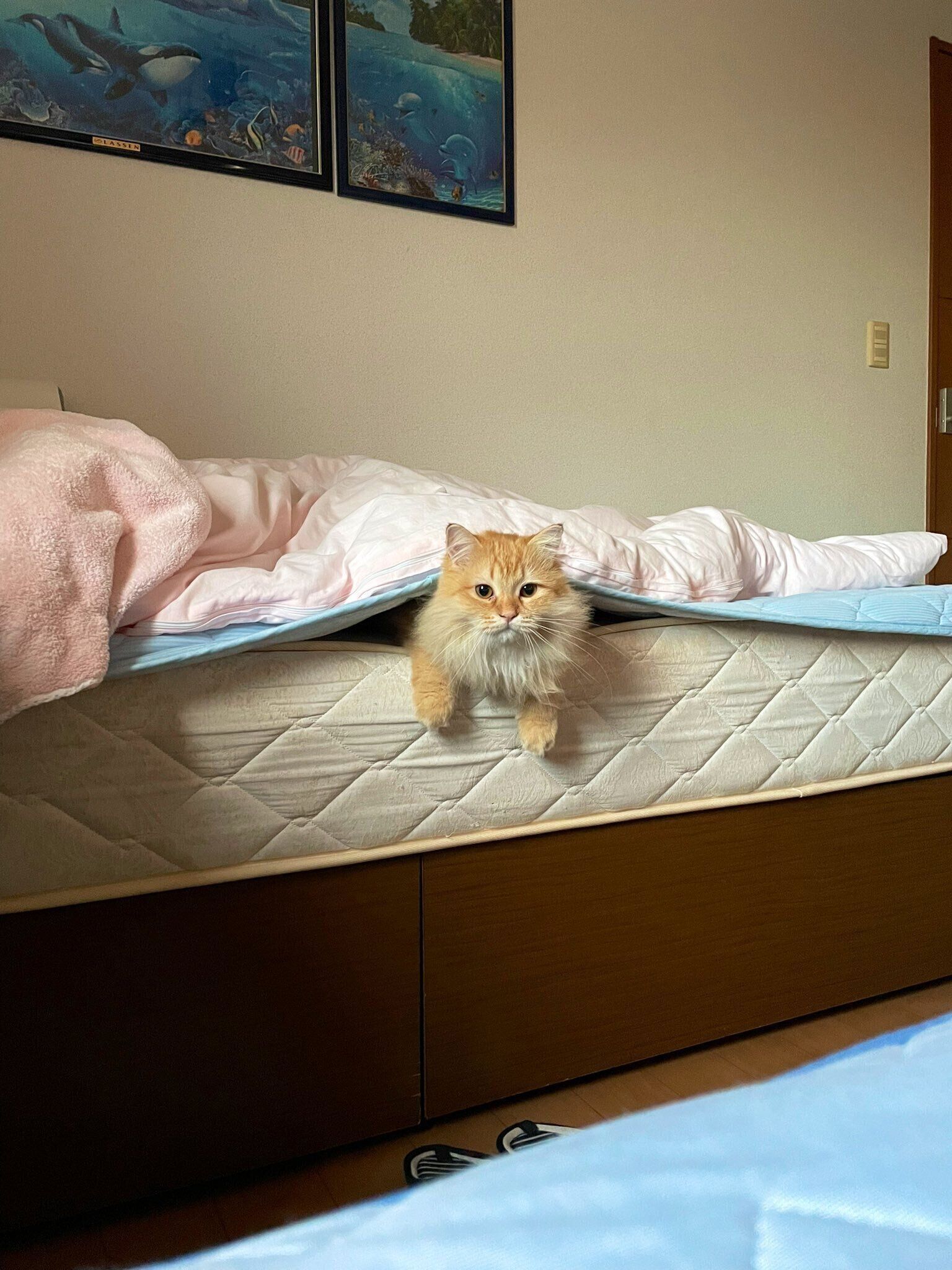 ベッドから顔を出すエマちゃん