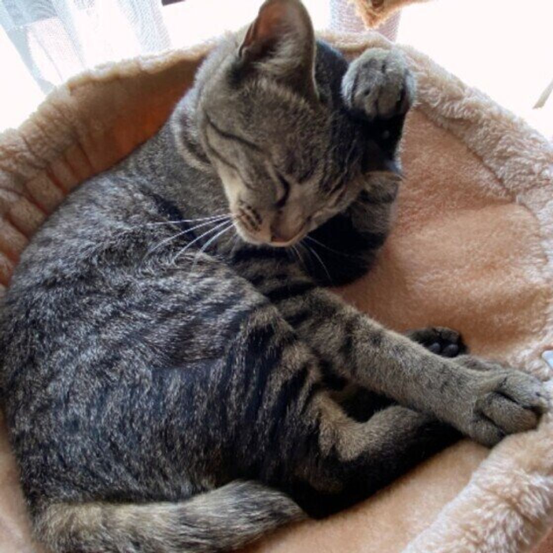 猫がブラッシングを嫌がる理由は飼い主さんにあった 嫌がるからとブラッシングしないデメリットは ねこのきもちweb Magazine 猫がブラッシングを嫌がる理由は飼い主さんにあった 嫌がるからとブラッシングしないデメリットは ねこのきもちweb Magazine