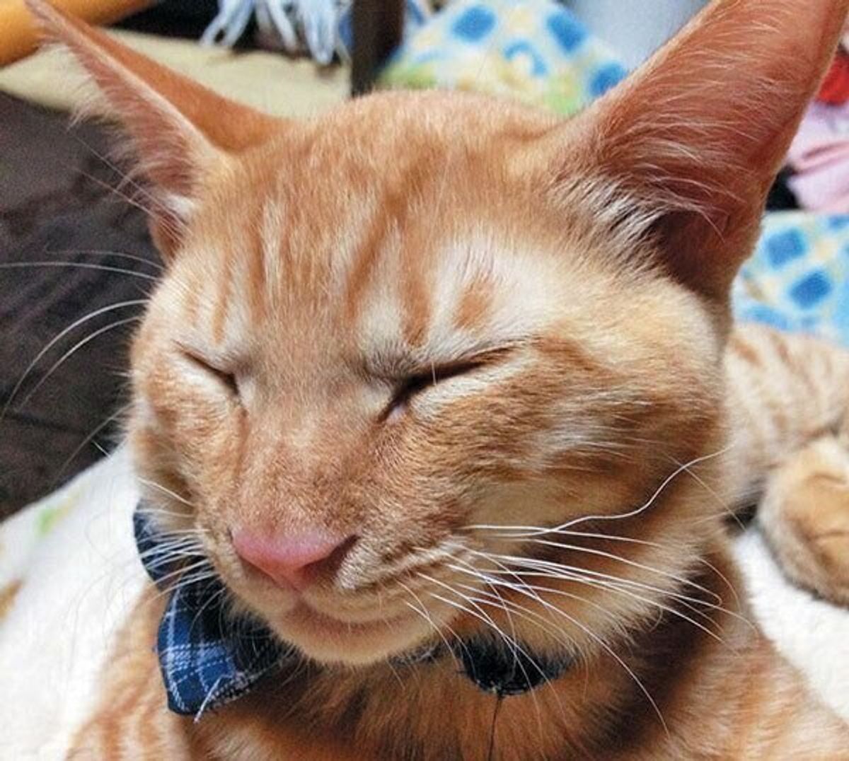 見逃さないで 一生をかけて猫の見た目は変化している 猫の 成長 健康な老化 のビフォーアフター3選 ねこのきもちweb Magazine 見逃さないで 一生をかけて猫の見た目は変化している 猫の 成長 健康な老化 のビフォーアフター3選 ねこのきもちweb Magazine