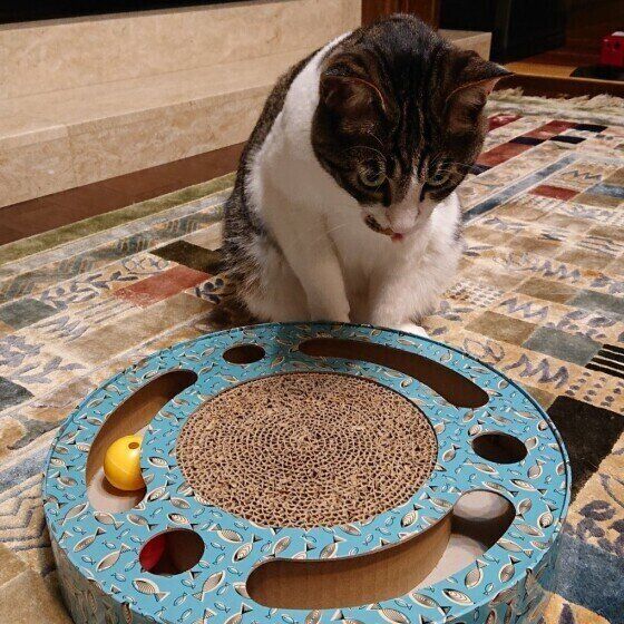 新しいおもちゃを楽しむふくちゃん