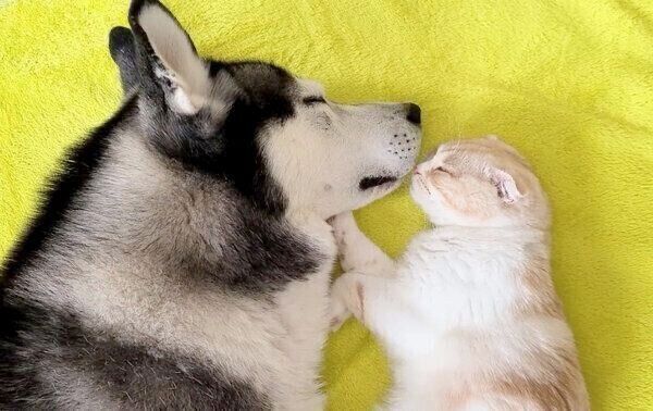 仲良く眠るはっちゃん、じゅんちゃん