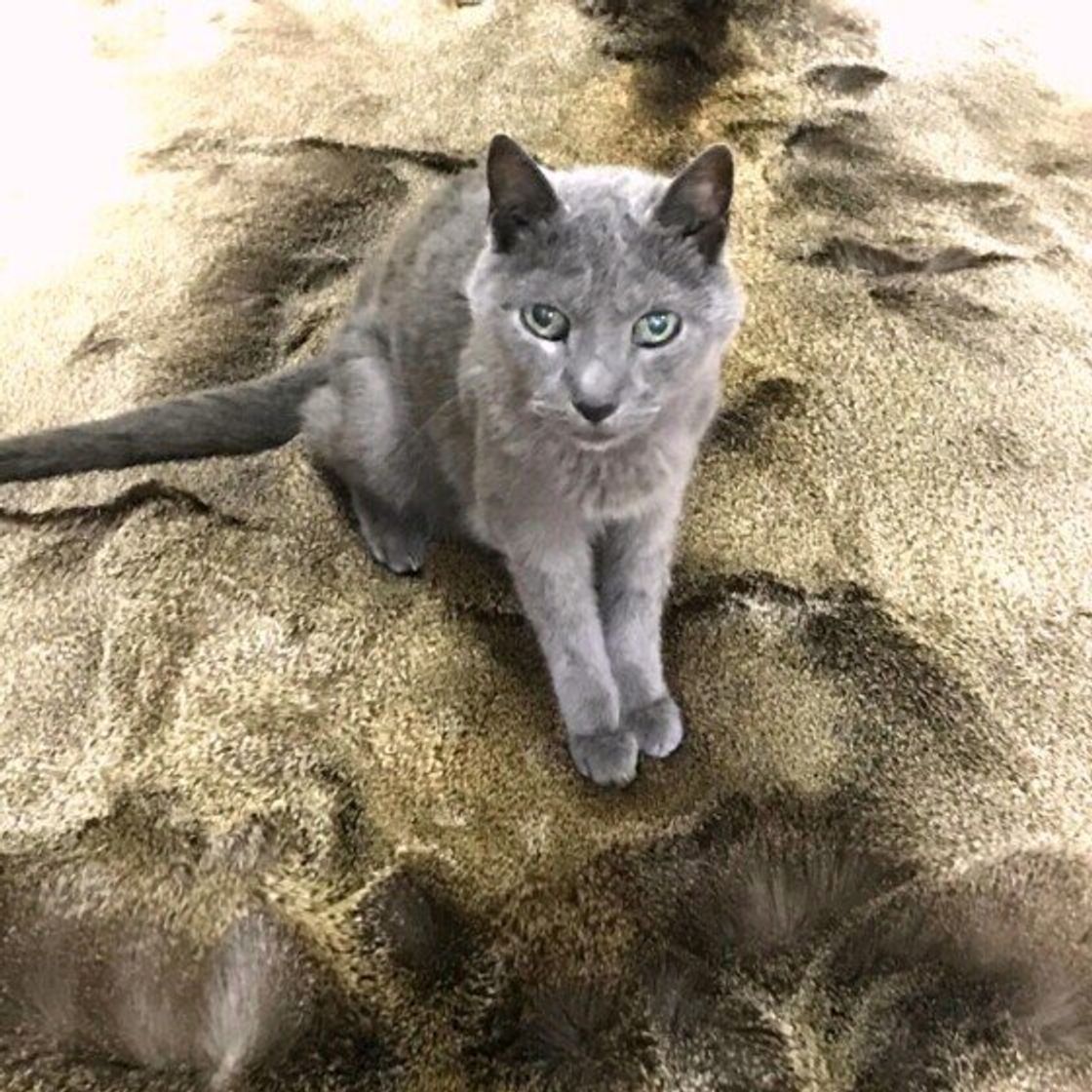 獣医師監修 猫の年齢を人に換算すると何才 早見表や年齢ごとの猫の特徴も ねこのきもちweb Magazine 獣医師監修 猫の年齢を人に換算すると何才 早見表や年齢ごとの猫の特徴も ねこのきもちweb Magazine