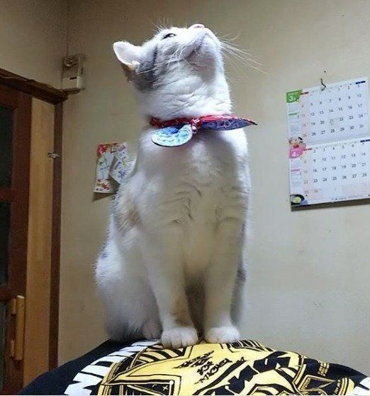 背中に乗って天井を見上げる猫