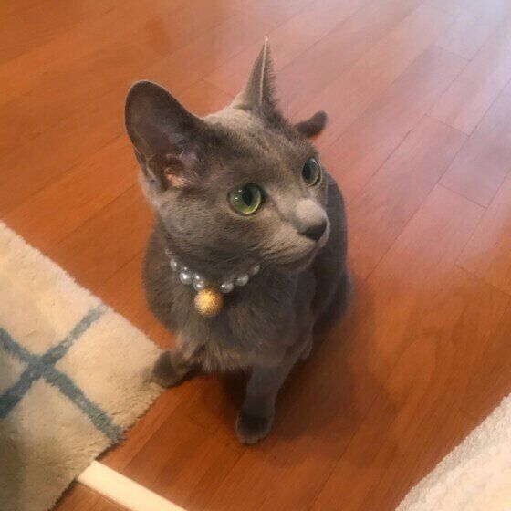 ロシアンブルー