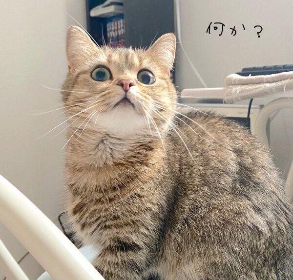 飼い主さんのイスを乗っ取るきなこちゃん