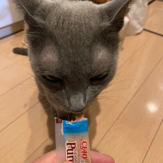 ちゅ〜るを食べるロシアンブルー