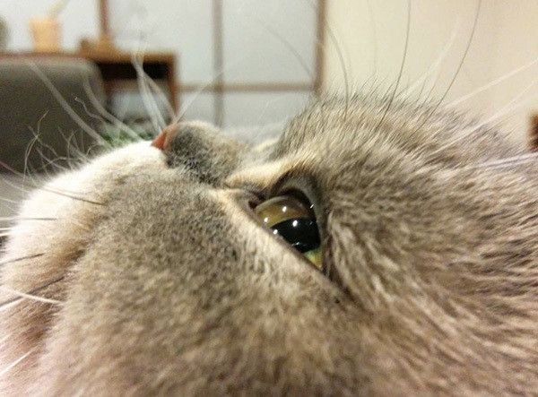 眠そうなエキゾチックショートヘア