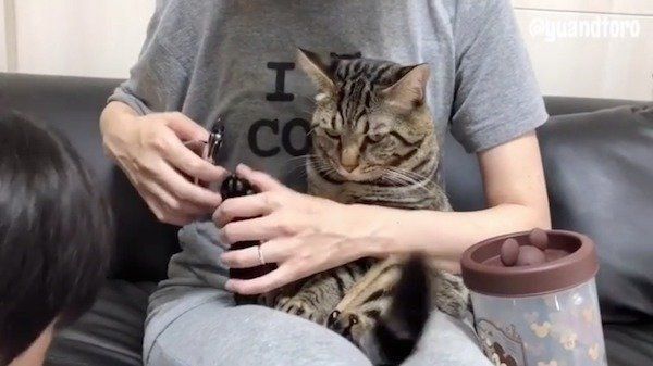 爪を切られる猫