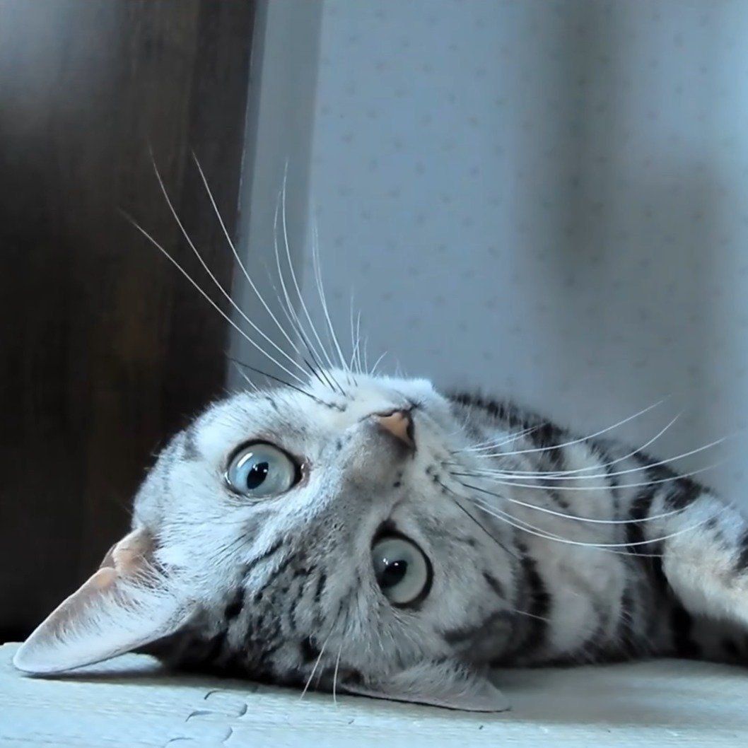 すねながらも遊ぶあめちゃん