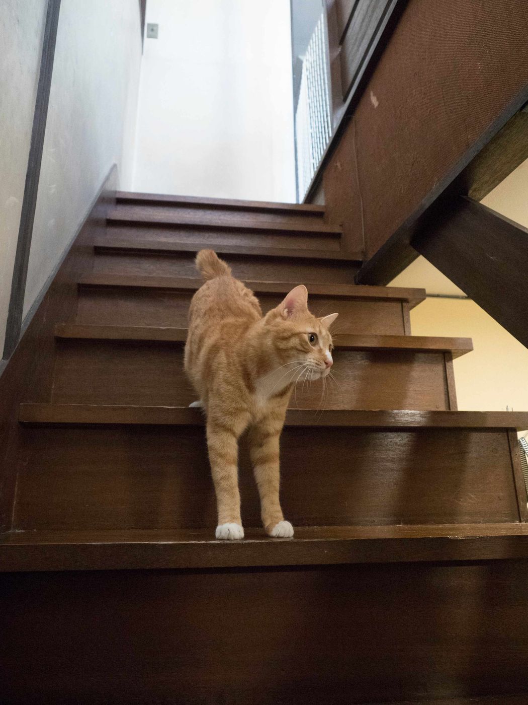 好奇心旺盛な元気な猫の ならでは の困りごとは ズバリお答えします ねこのきもちweb Magazine 好奇心旺盛な元気な猫の ならでは の困りごとは ズバリお答えします ねこのきもちweb Magazine