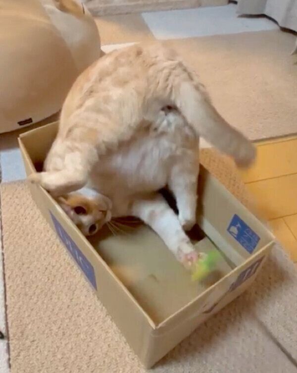 ダンボール箱の中で遊ぶにゃーにゃくん