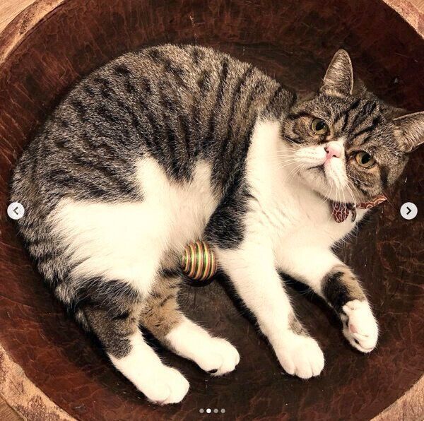 くつろぐおもちくん