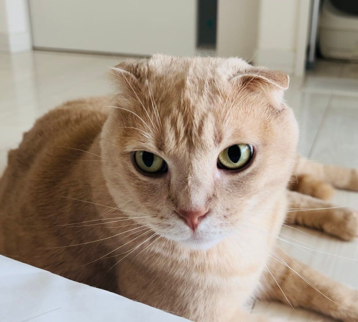 正面を向いているスコティッシュフォールド