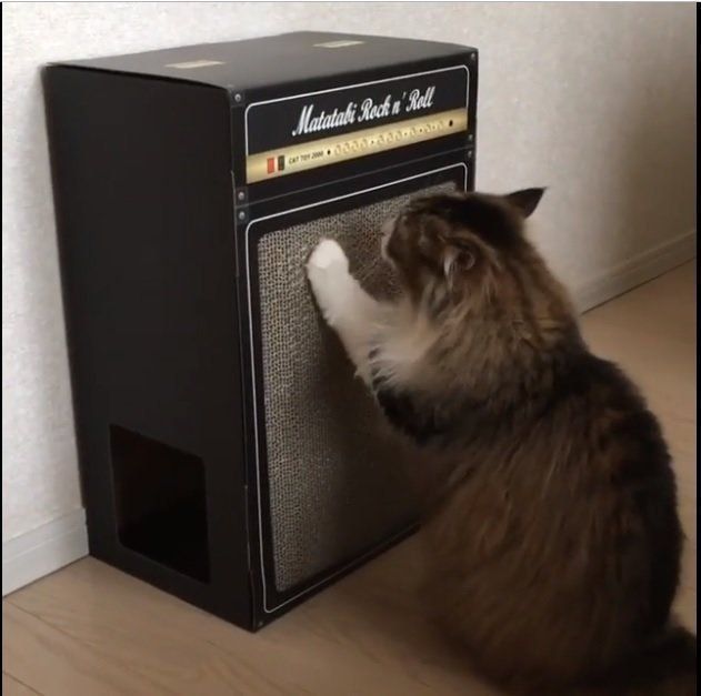 アンプ爪とぎと猫