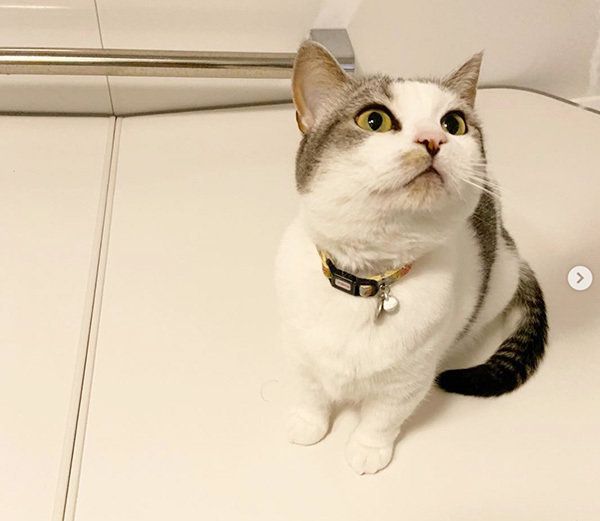 見上げるマンチカン