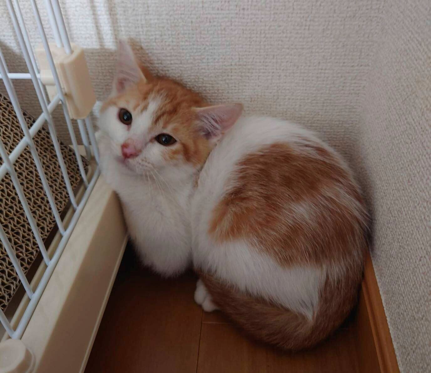 部屋の隅に縮こまるツナマヨくんの様子