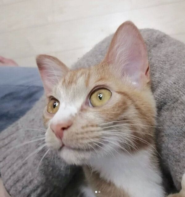 なにかを見つめるきなこちゃん