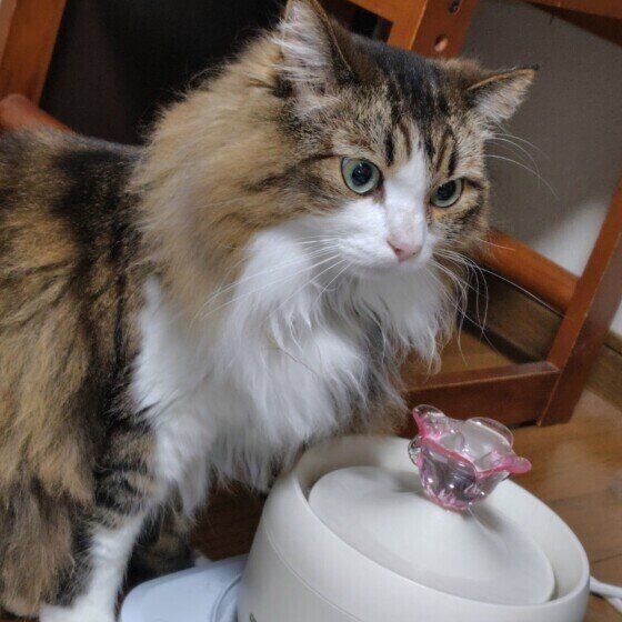 水を飲もうとするサイベリアン