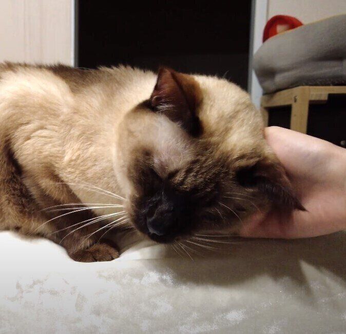 撫でられるシャム猫