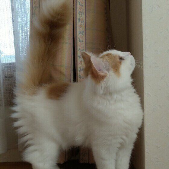 マンチカンの琥珀♂