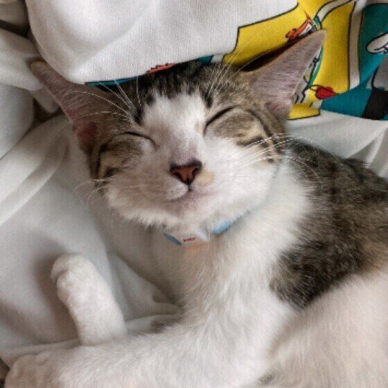 マンチカンの甘露ちゃん