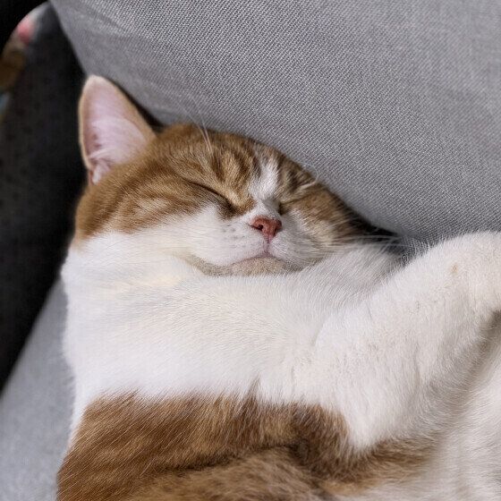 爆睡するスコのあずきくん