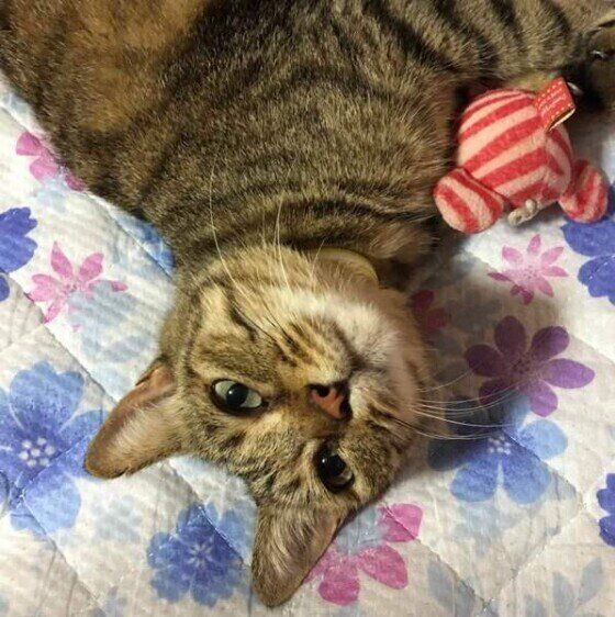 おもちゃで遊ぶ猫