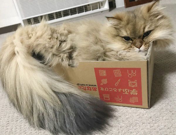 箱に入るペルシャ