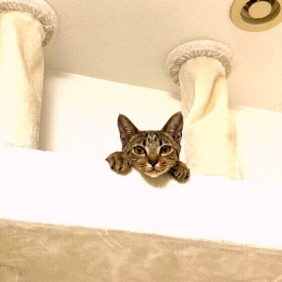 メト  日本ネコ自分が可愛いの知ってる態度