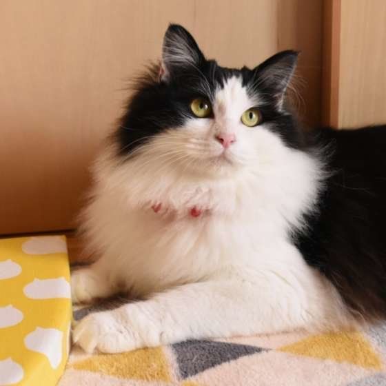 MIXのもふちゃん