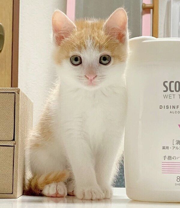 モデルのようにじっと見つめるビスコくん