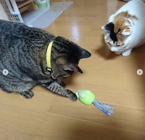 ねずみチョロqで遊ぶキジトラと三毛猫
